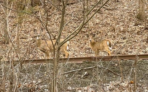 These deer were spotted on the train tracks in Wells River, VT. The picture was taken at 5:33 PM on Saturday, March 19th.