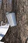 Maple Sugaring