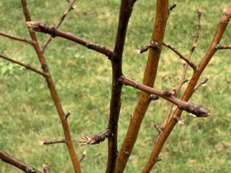 The trees are budding at BMU, showing that spring is here. 