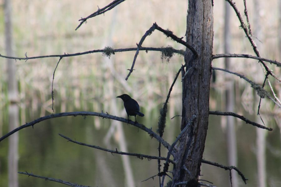 Brewers Blackbird resting  in the swamp. 