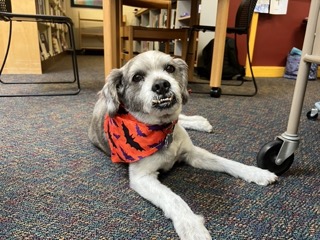 BMU Welcomes New Therapy Dog Teddy