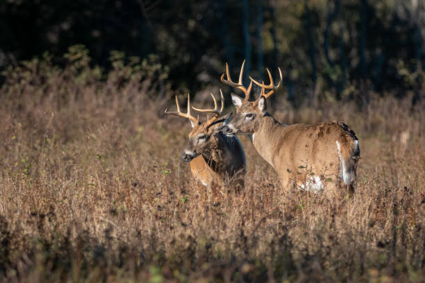 Bucks in Buck Territory