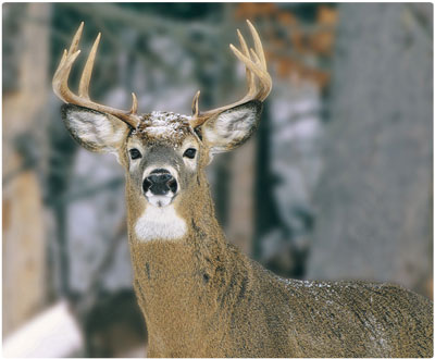 Vermont Rifle Deer Season is Upon Us