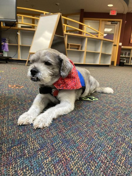BMU’s therapy dog Teddy gets a new scarf from Sandy Parker a reading Interventionalist at BMU, on Friday, September 22nd.