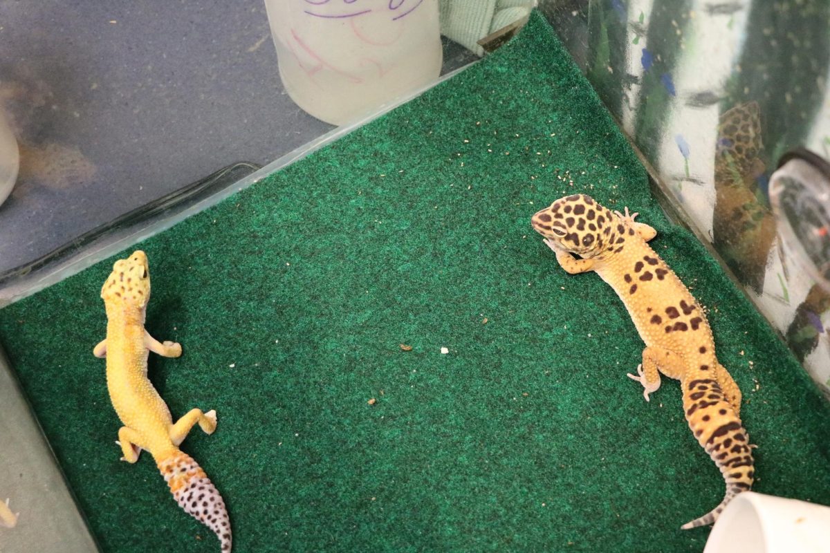 Mrs Melanie Ilsley-Henings two Leopard Geckos in their tank in her math class room. October 10 2023.