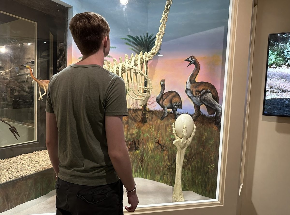 Blue Mountain student Riley Hatch views a bone and egg replica of a Moa, a flightless bird that was believed to be alive from before 1300 and became extinct by 1445. On February 9, 2024 at The Dinosaur Store in Cocoa Beach Florida. 