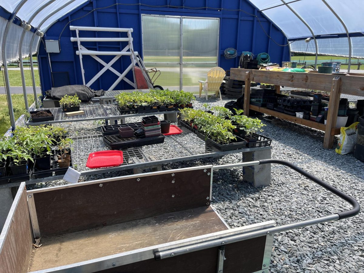 Plants waiting to be sold inside the greenhouse at BMU on June 3rd. 