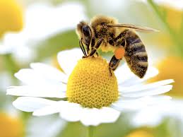 The Bombardment of Bees